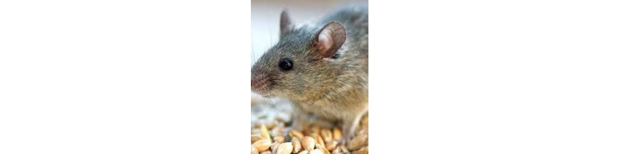 Muizengif en Rattengif | Muizenkorrels en Rattenkorrels online bestellen